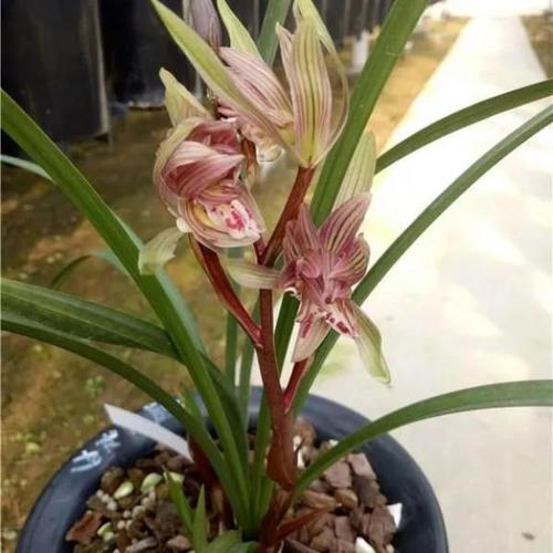 兰花苗 春剑兰  盖世牡丹 奇花 漂亮花卉盆景绿植  包邮