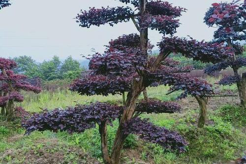 0/棵 红花继木造型树  精品继木桩,城市,园林首选