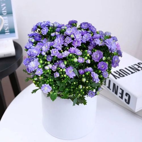 意大利风铃草蓝紫色重瓣丹麦梦露风铃花盆栽植物带花室内四季开花【5