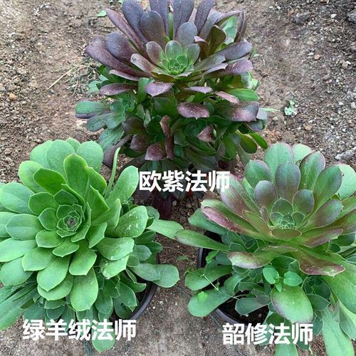 法师套餐多肉植物套餐组合清仓包邮各品种齐全新手套餐