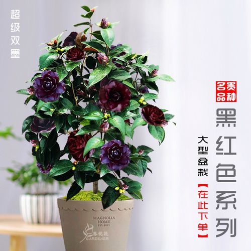 超级墨川大型山茶花盆栽名贵品种黑魔法黑骑士黑龙天鹅绒午夜魔幻