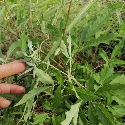 祛风草药牡荆叶 牡荆 五指柑 五指枫 黄荆柴 纯野生鲜品现采现发