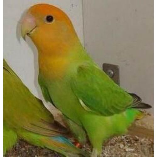 kjhgf合法手养牡丹鹦鹉雏鸟幼鸟合法面类鹦鹉亲人易上