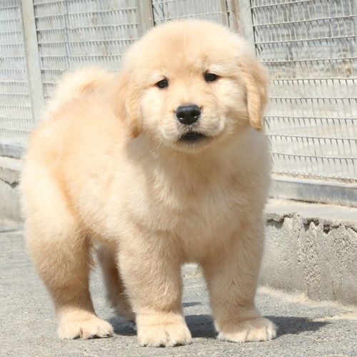 纯种金毛幼犬金毛犬活体狗狗宠物狗幼崽导盲犬寻回犬大型犬沙滩金枫叶