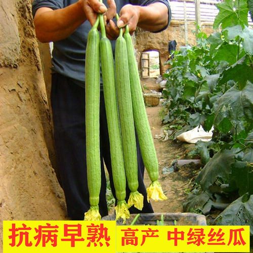 高产美玉长丝瓜种子 早香种籽秧苗早熟特长四季南方春季蔬菜种孑
