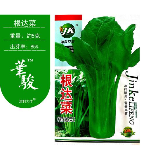 种子根达菜种子牛皮菜莙荙菜君达菜种子蔬菜种子四季播种耐寒抗热 6包