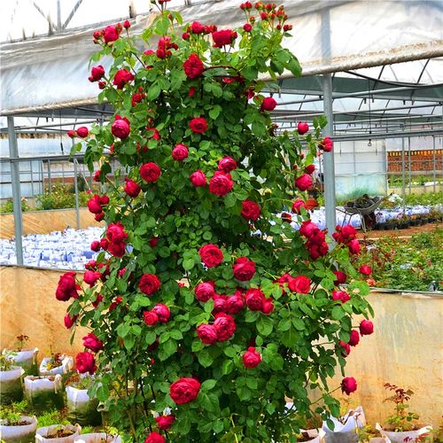 新品2米爬藤月季大花苗多花浓香别墅栏杆蔷薇玫瑰庭院