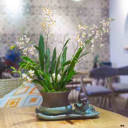 细选梦香兰花室内盆栽带花苞香味迷你文心兰花卉四季常青浓香好养