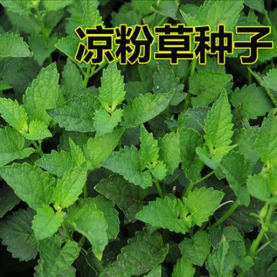 播种仙人冻阳台特菜种籽尖萼蔬菜鱼黄草四季仙草种子凉粉草庭院