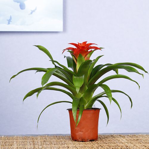 鸿运当头红掌盆栽植物花卉红星凤梨小红星花大红色室内花四季开花