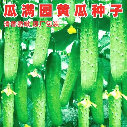 瓜满园黄瓜种子口口脆水果黄瓜种籽旱黄瓜四川春秋季田园蔬菜种孑