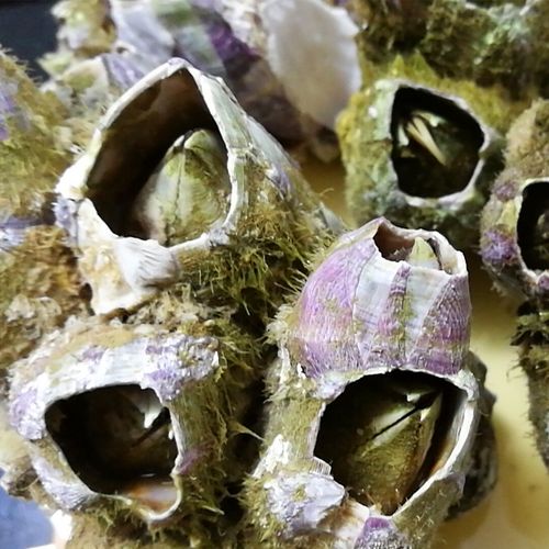 野生藤壶 鲜活鹰嘴螺 海鲜贝壳特超大雀嘴雀咀曲嘴马牙火山口5斤