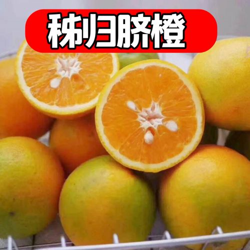 湖北宜昌正宗秭归脐橙甜橙新鲜10斤水果橙子现摘现发橙子非赣南