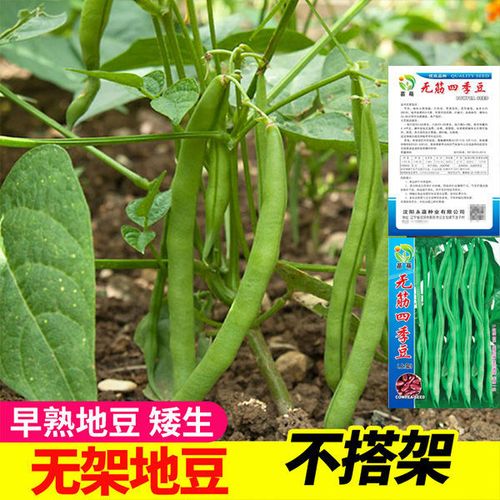 无架豆种子豆角四季豆种籽苗秧豇豆蔬菜孑菜豆地豆不搭架豆种扁豆