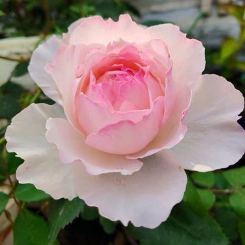 新品月季佩尔朱克月季花 切花玫瑰花大花月季盆栽清香