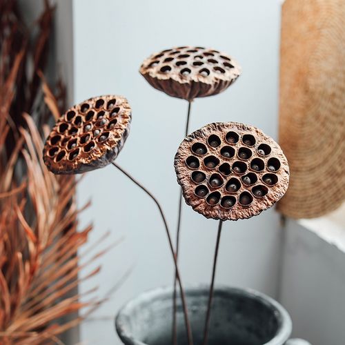 muzhi木直干莲蓬天然干花禅意软装茶社民宿装饰插花摆件供佛莲藕