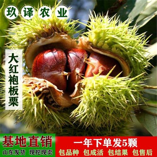 板栗苗嫁接果树苗水果苗栗子苗农大一号大红袍板栗苗南北方种盆栽