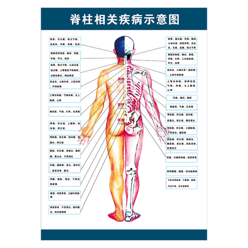 脊柱神经分布表脊神经全貌形状示意图脊椎挂图防水宣传墙贴画wsa ws