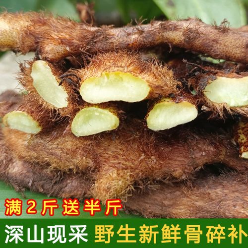 骨碎补野生新鲜毛姜爬岩姜石板姜申姜接骨猴姜泡酒中药材种苗盆栽
