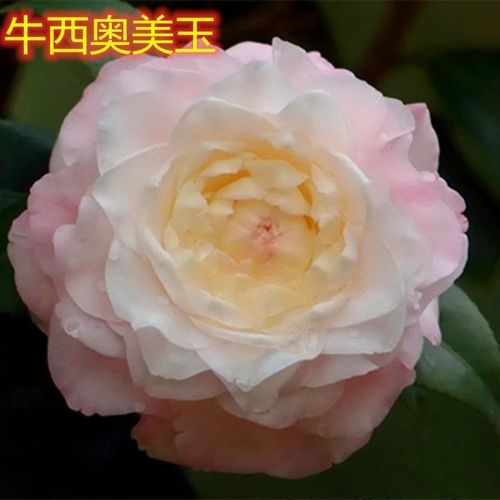 牛西奥美玉品种茶花嫁接盆栽绿植花卉庭院阳台客厅净化空气吸甲醛