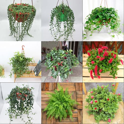 四季常青绿植口红吊兰常春藤花叶络石牡丹金鱼室内垂吊观花植物