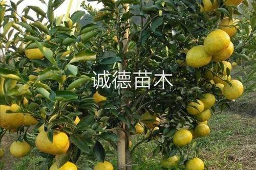 0/株 黄金贡柚苗   正宗黄金贡柚苗   嫁接黄金贡柚苗