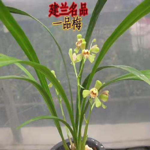 兰花 建兰四季兰 一品梅室内盆栽