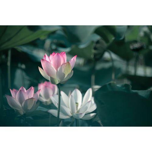 低饱和色荷花小景(1张) 原创高清花卉素材图片