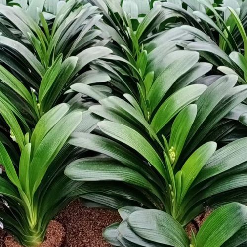 带花苞君子兰开花大苗盆栽四季常青高档送礼年宵花卉室内国兰圆头【3