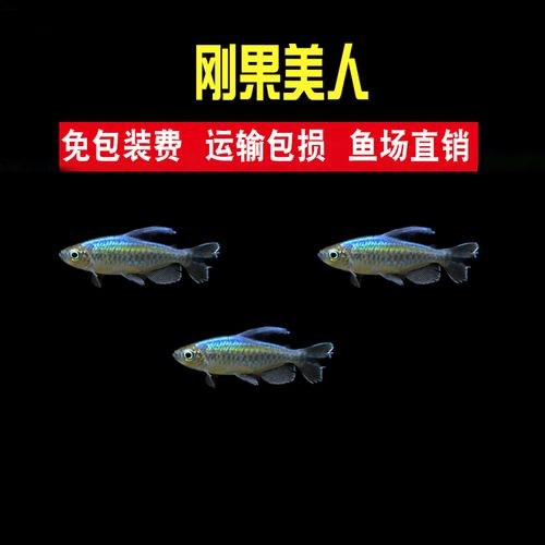刚果美人鱼刚果扯旗电光苹果鸽子美人中型热带观赏鱼活体草缸群游