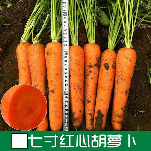 杂交高产圣冠八寸胡萝卜种子日本王子三红七寸参胡萝卜四季蔬菜籽