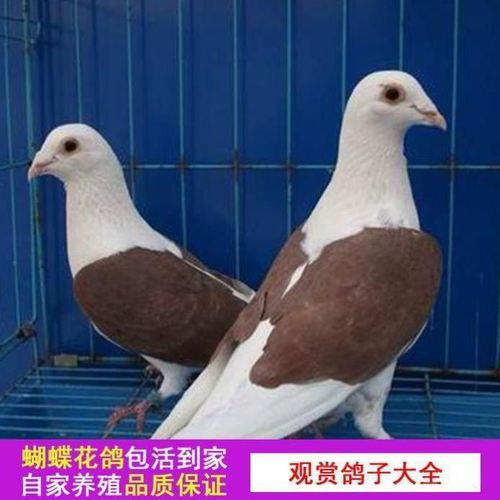 观赏鸽子活物两头乌蝴蝶花玉栏杆跟头鸽家鸽蝴蝶花鸽子活体信鸽