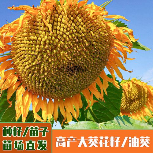 向日葵种子高杆食用室外生油矮大头秋季高产葵花籽种孑带根活幼苗
