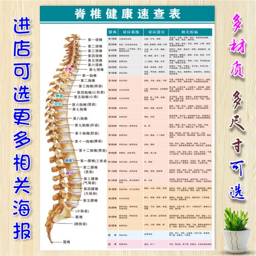脊椎健康速查表人体脊柱相纸疾病示意图中医养生医学健康挂图海报