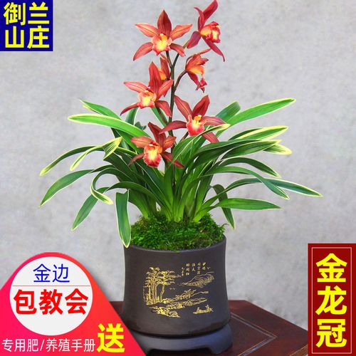 兰花金边矮种【金龙冠】墨兰室内盆栽四季绿植好养