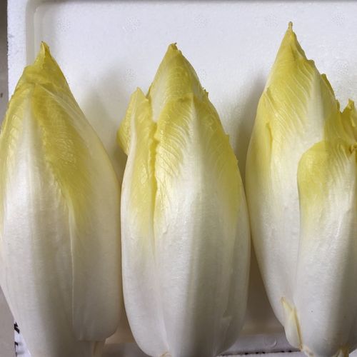 3-5斤二级菊苣菜新鲜玉兰菜新鲜金玉兰菜芽球菊苣生鲜蔬菜包邮【15天