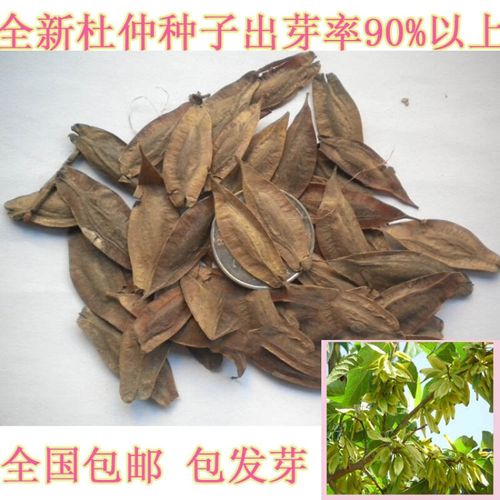 一名花匠新采一级杜仲种子 丝棉皮 棉树皮 胶树 中药材树种子 一级