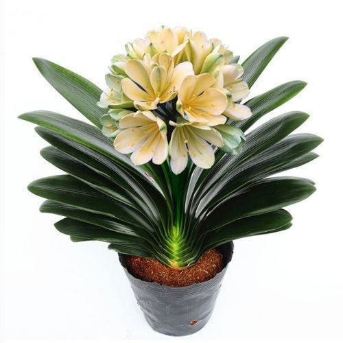 【精选】南非新品君子兰盆栽室内植物君子兰花苗四季花卉君子兰植物