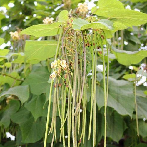 梧桐树树苗 庭院梧桐树苗梓树苗东北梧桐苗木角豆绿化工程树苗南