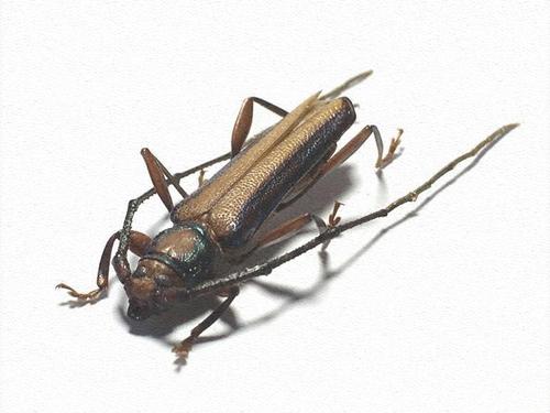 昆虫记·爪哇原始雨林罕见的天牛·a2yg************