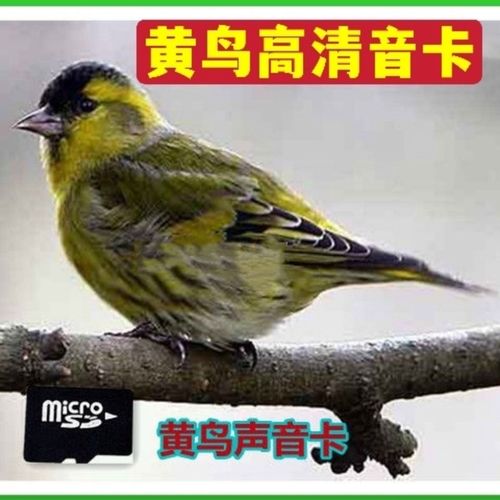 黄鸟专用高清叫声内存卡黄鸟纯正声音卡鸟叫声欣赏tf卡