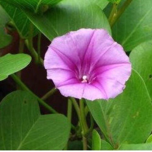 马鞍藤种子沙滩护坡绿植厚藤牵藤攀爬绿植厚藤沙滩草南方花草坪