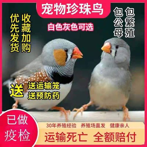 珍珠鸟活体白文灰文鸟白灰珍珠送鸟粮观赏宠物鸟活物手养珍珠一对