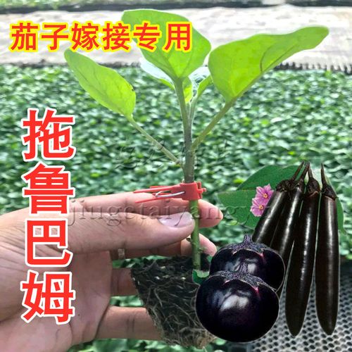 日本进口托鲁巴姆种子茄子嫁接专用砧木种籽5克装春夏秋冬季散装