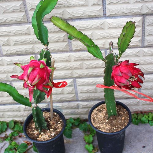 火龙果苗盆栽当年结果红心种植四季果树红肉地庭院大苗火龙果树苗