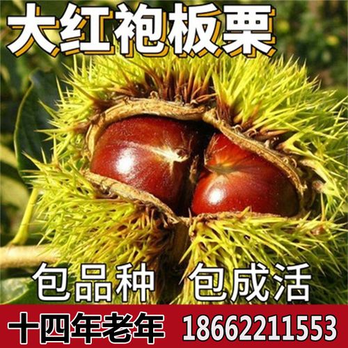 大红袍板栗树苗南北方庭院地栽种植特大阳台盆栽嫁接果树当年结果