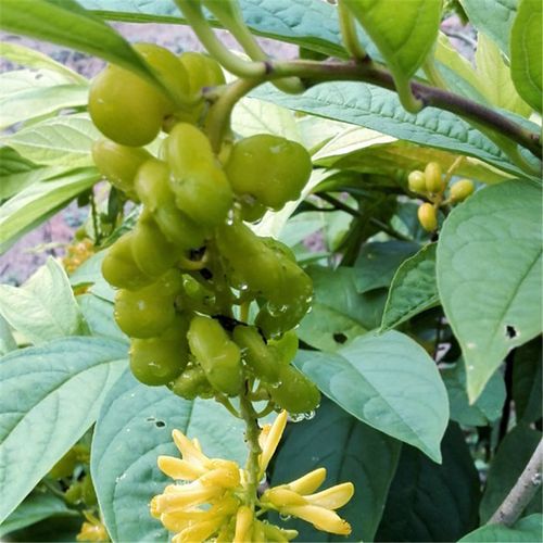 黄花倒水莲种苗 盆栽赏花观音串小苗中黄花远志 高度40～60公分大苗