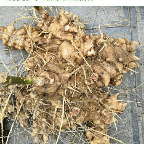 【正宗贵州珠藏野生现挖新鲜金刚豆】菝葜,金刚藤根,铁菱角煲汤