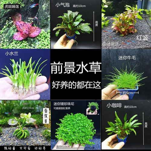 水草植物造景鱼缸真草生态装饰真水增氧植物套餐前景后景懒人淡水