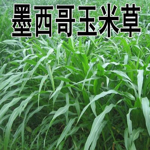 墨西哥玉米草黑麦草苏丹草菊苣种子四季养殖喂牛羊猪鹅鱼草种籽
